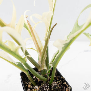 Philodendron Bipinnatifidum 'Tortum' Albo Variegated (wk28-G)