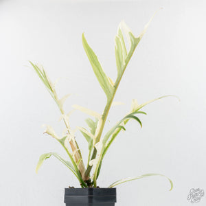 Philodendron Bipinnatifidum 'Tortum' Albo Variegated (wk28-G)