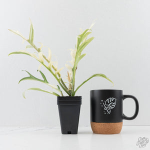 Philodendron Bipinnatifidum 'Tortum' Albo Variegated (wk28-G)