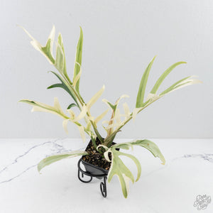 Philodendron Bipinnatifidum 'Tortum' Albo Variegated (wk28-G)