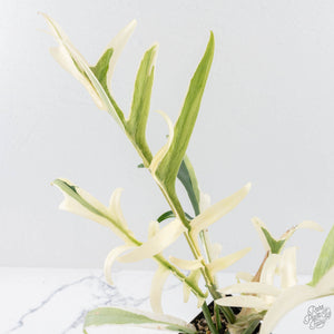 Philodendron Bipinnatifidum 'Tortum' Albo Variegated (wk28-G)