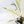 Philodendron Bipinnatifidum 'Tortum' Albo Variegated (wk28-G)