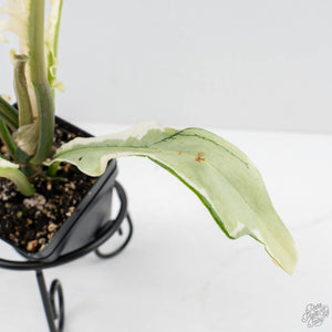 Philodendron Bipinnatifidum 'Tortum' Albo Variegated (wk28-G)