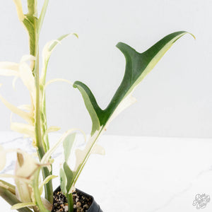 Philodendron Bipinnatifidum 'Tortum' Albo Variegated (wk28-G)