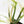 Philodendron Bipinnatifidum 'Tortum' Albo Variegated (wk35-L96)