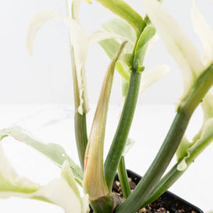 Philodendron Bipinnatifidum 'Tortum' Albo Variegated (wk35-L96)