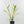Philodendron Bipinnatifidum 'Tortum' Albo Variegated (wk35-L96)