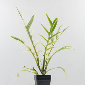 Philodendron Bipinnatifidum 'Tortum' Albo Variegated (wk35-L96)