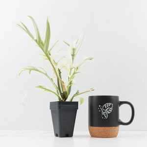 Philodendron Bipinnatifidum 'Tortum' Albo Variegated (wk35-L96)