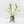 Philodendron Bipinnatifidum 'Tortum' Albo Variegated (wk35-L96)