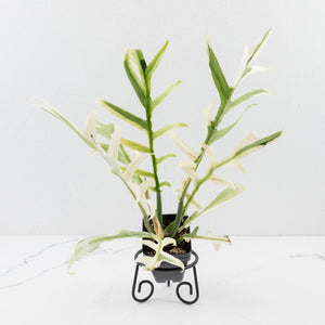Philodendron Bipinnatifidum 'Tortum' Albo Variegated (wk35-L96)