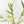 Philodendron Bipinnatifidum 'Tortum' Albo Variegated (wk35-L96)