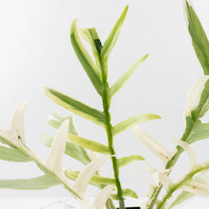 Philodendron Bipinnatifidum 'Tortum' Albo Variegated (wk35-L96)