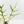 Philodendron Bipinnatifidum 'Tortum' Albo Variegated (wk35-L96)