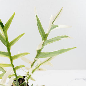 Philodendron Bipinnatifidum 'Tortum' Albo Variegated (wk35-L96)