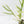 Philodendron Bipinnatifidum 'Tortum' Albo Variegated (wk35-L96)