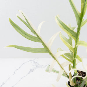Philodendron Bipinnatifidum 'Tortum' Albo Variegated (wk35-L96)