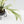Philodendron Bipinnatifidum 'Tortum' Albo Variegated (wk35-L96)
