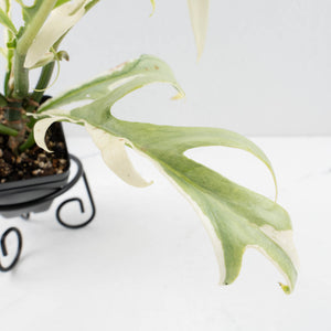 Philodendron Bipinnatifidum 'Tortum' Albo Variegated (wk35-L96)