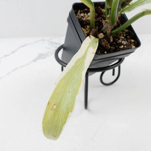 Philodendron Bipinnatifidum 'Tortum' Albo Variegated (wk35-L96)