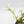 Philodendron Bipinnatifidum 'Tortum' Albo Variegated (wk35-L96)
