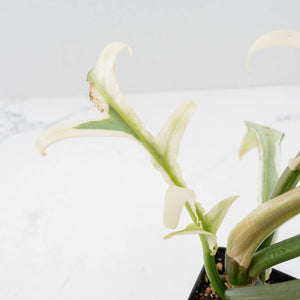 Philodendron Bipinnatifidum 'Tortum' Albo Variegated (wk35-L96)
