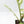 Philodendron Bipinnatifidum 'Tortum' Albo Variegated (wk21-I)