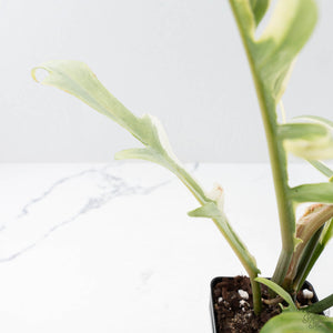 Philodendron Bipinnatifidum 'Tortum' Albo Variegated (wk21-I)