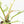 Philodendron Bipinnatifidum 'Tortum' Albo Variegated (wk21-I)