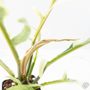 Philodendron Bipinnatifidum 'Tortum' Albo Variegated (wk21-I)