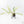 Philodendron Bipinnatifidum 'Tortum' Albo Variegated (wk21-I)