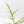 Philodendron Bipinnatifidum 'Tortum' Albo Variegated (wk21-I)