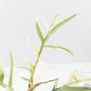 Philodendron Bipinnatifidum 'Tortum' Albo Variegated (wk21-I)