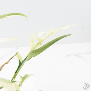 Philodendron Bipinnatifidum 'Tortum' Albo Variegated (wk21-I)