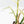 Philodendron Bipinnatifidum 'Tortum' Albo Variegated (wk21-I)