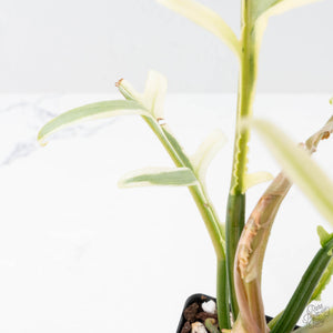 Philodendron Bipinnatifidum 'Tortum' Albo Variegated (wk21-I)