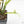 Philodendron Bipinnatifidum 'Tortum' Albo Variegated (wk21-I)