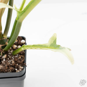 Philodendron Bipinnatifidum 'Tortum' Albo Variegated (wk21-I)