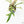 Philodendron Bipinnatifidum 'Tortum' Albo Variegated (wk21-I)