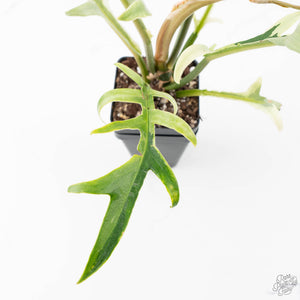 Philodendron Bipinnatifidum 'Tortum' Albo Variegated (wk21-I)