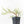 Philodendron Bipinnatifidum 'Tortum' Aurea Variegated (wk32-H)