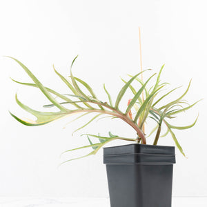Philodendron Bipinnatifidum 'Tortum' Aurea Variegated (wk32-H)