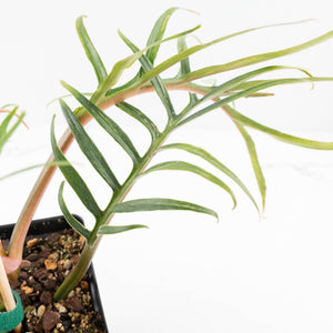 Philodendron Bipinnatifidum 'Tortum' Aurea Variegated (wk32-H)