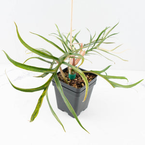 Philodendron Bipinnatifidum 'Tortum' Aurea Variegated (wk32-H)