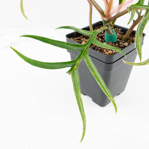 Philodendron Bipinnatifidum 'Tortum' Aurea Variegated (wk32-H)