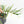 Philodendron Bipinnatifidum 'Tortum' Aurea Variegated (wk32-H)