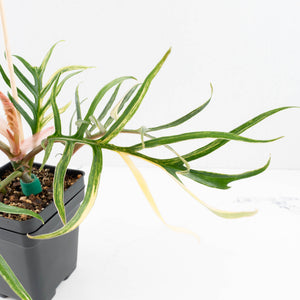 Philodendron Bipinnatifidum 'Tortum' Aurea Variegated (wk32-H)