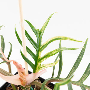 Philodendron Bipinnatifidum 'Tortum' Aurea Variegated (wk32-H)