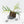 Philodendron Bipinnatifidum 'Tortum' Aurea Variegated (wk28-A)