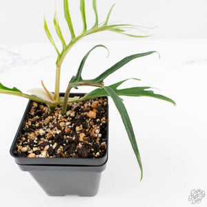 Philodendron Bipinnatifidum 'Tortum' Aurea Variegated (wk28-A)